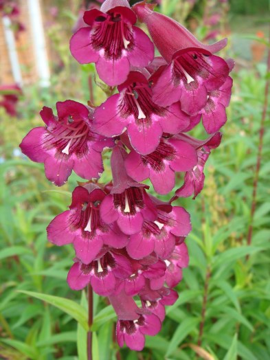 Penstemon 'Raven'