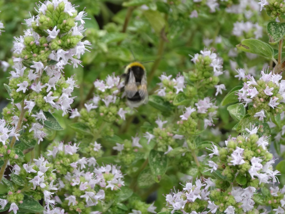Gardens Aug 2013 034