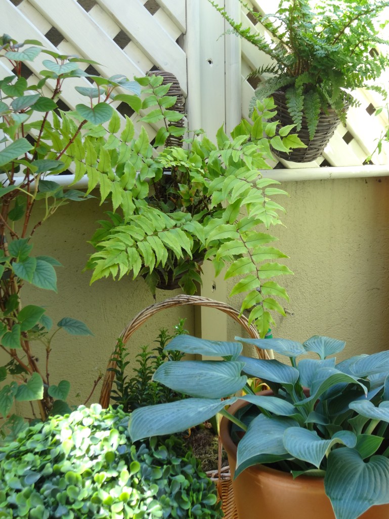 gardens dublin june 2013 007