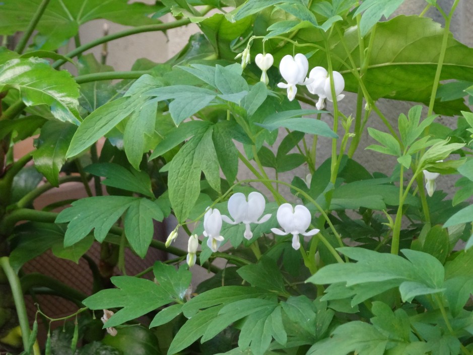 gardens dublin june 2013 084