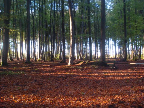 woodland in autumn