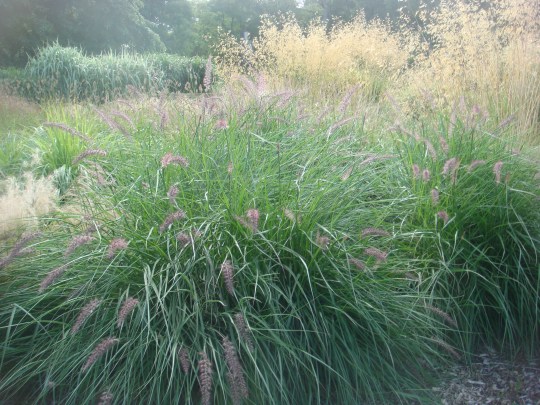Grasses in Autumn light