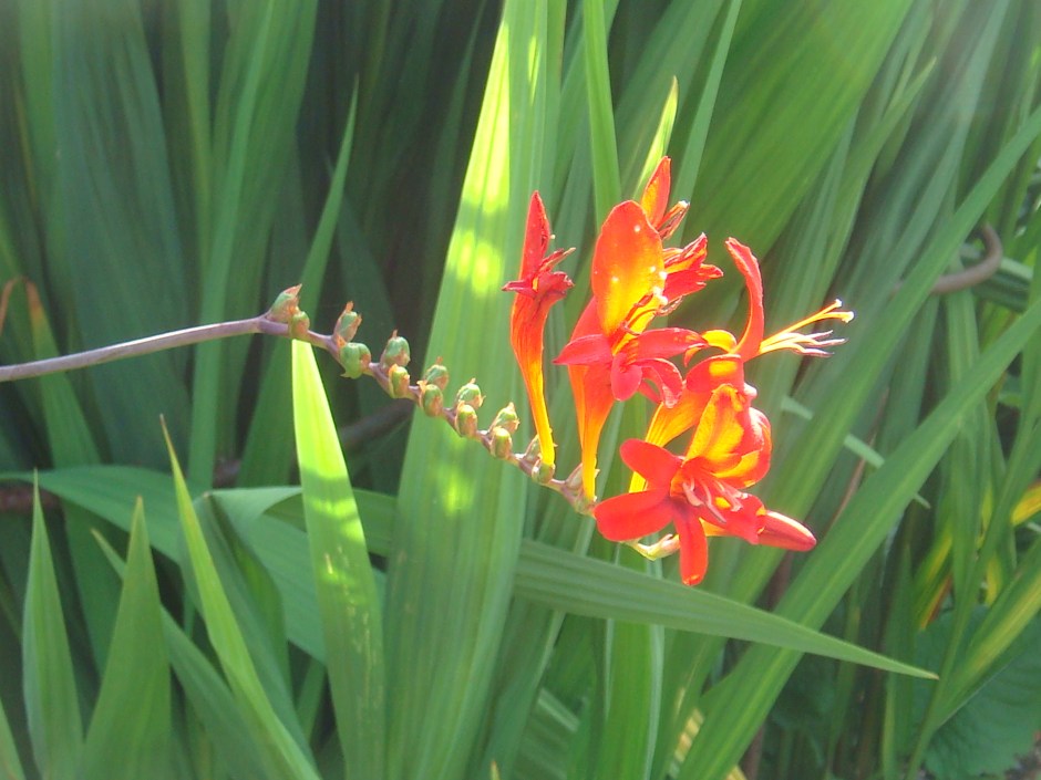 Crocosmia