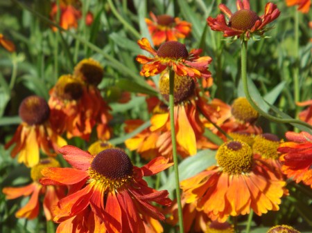 Helenium 'Moorheim Beauty'