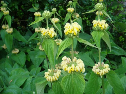 Phlomis