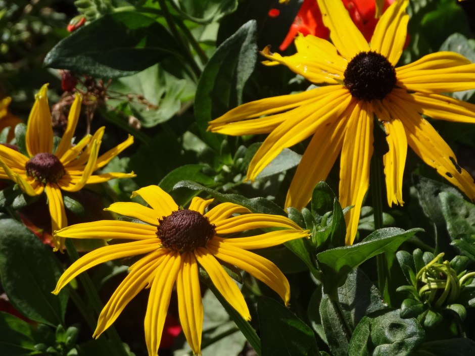 Gardens August 2013 022