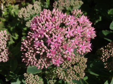 Sedum spectabile