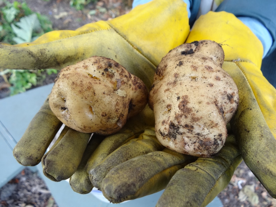 Lumper potatoes, known as famine potatoes.