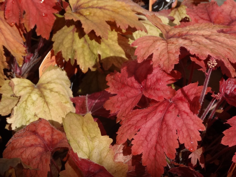 mid August gardens 2013 006