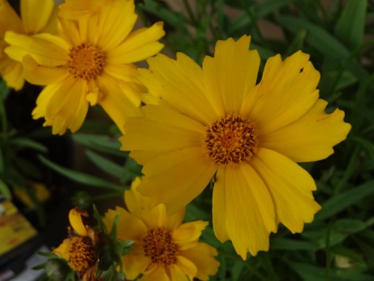 Coreopsis