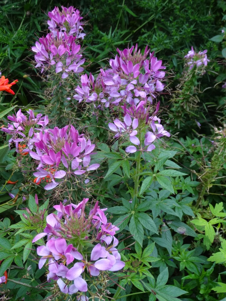 Mount Usher Aug 2013 035