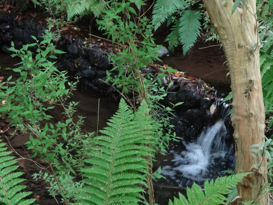 Mount Usher Aug 2013 057