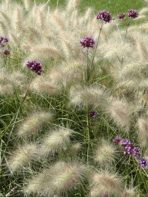 Pennisetum with Verbena bonariensis