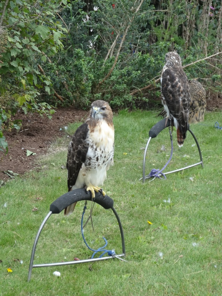Ballymaloe Garden Fest 038