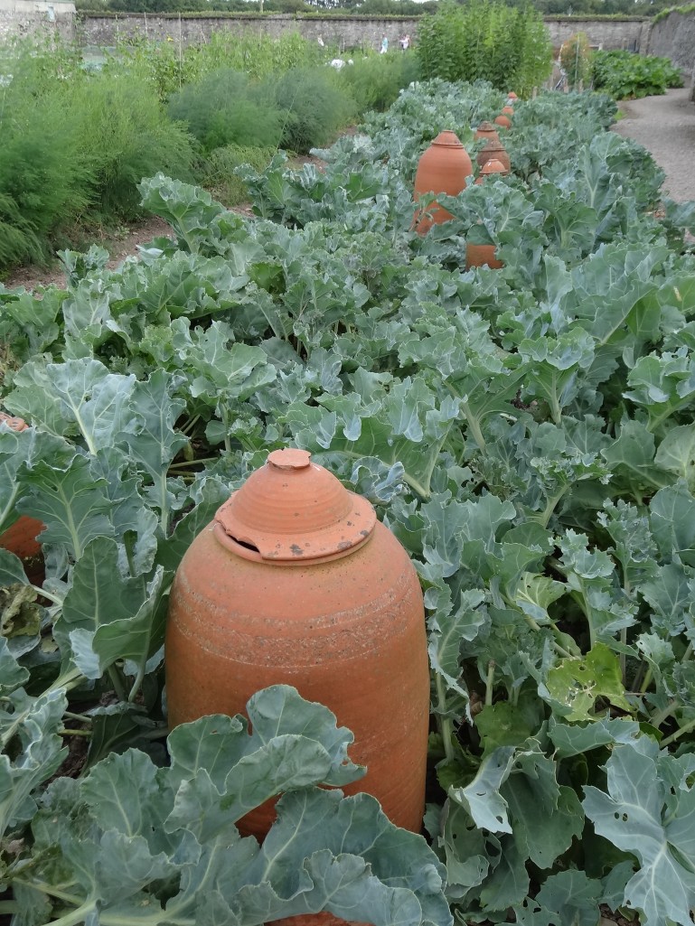 In the kitchen garden