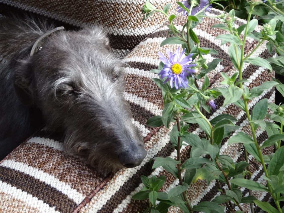 Ballymaloe Garden Fest 064