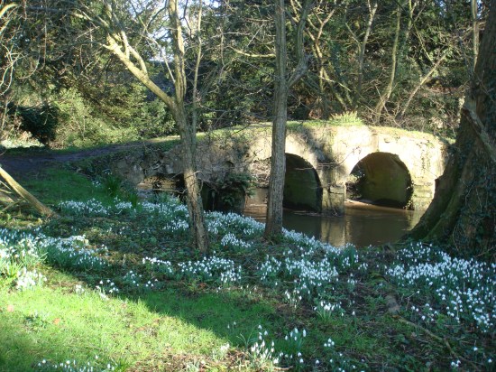 Snowdrops, harbingers of Spring.