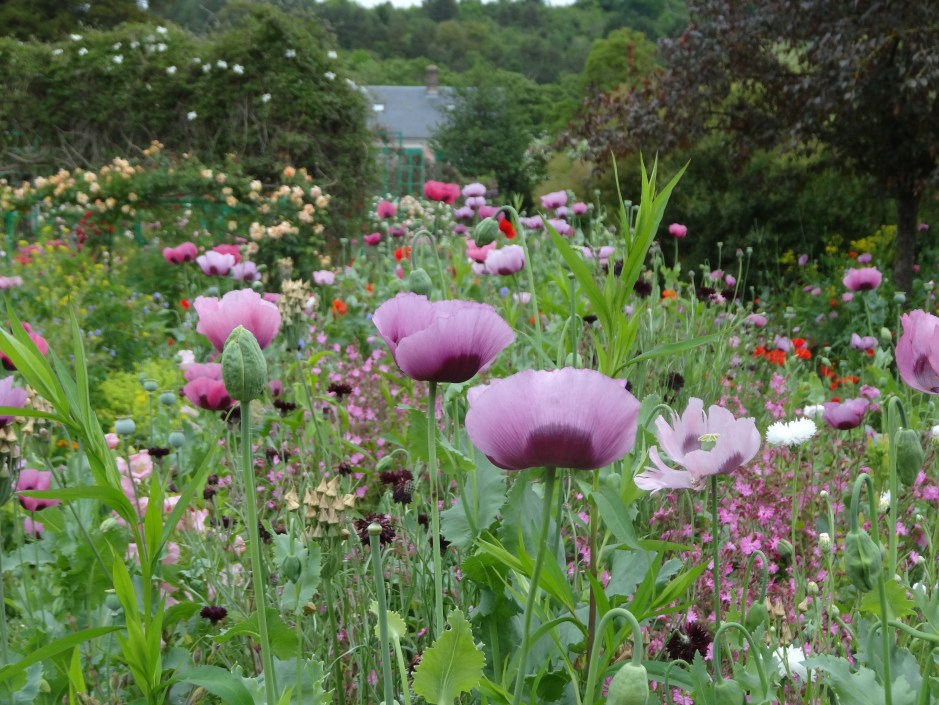 Monet's garden at Giverny