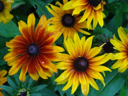 Rudbeckia