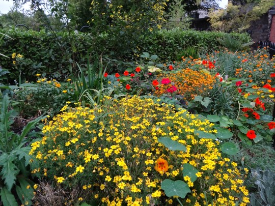 The bright colours of autumn perennials