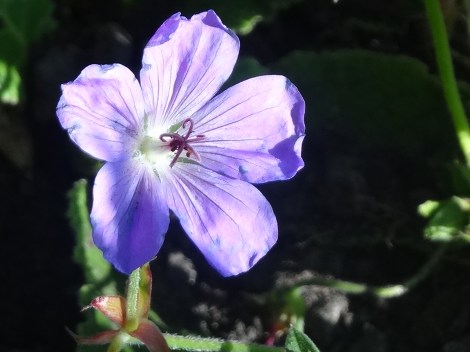 Geranium 'Rozanne'
