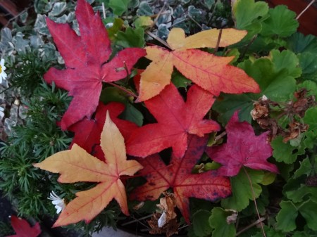 The lovely autumn colours of Liquidamber styraciflua
