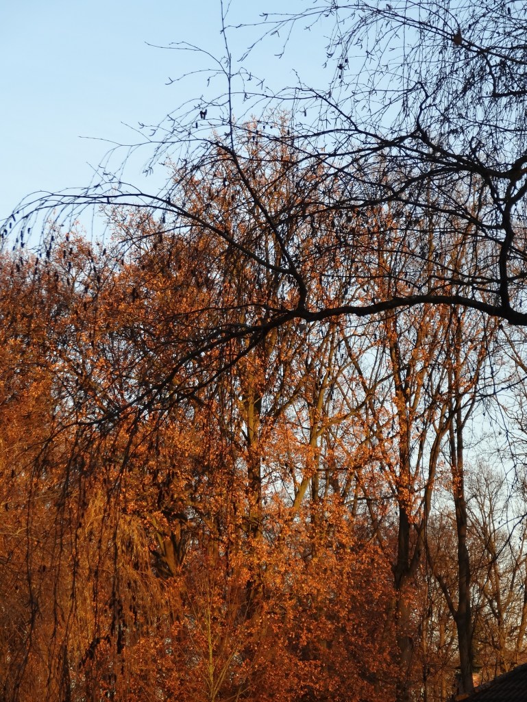 Winter sunlight on the trees