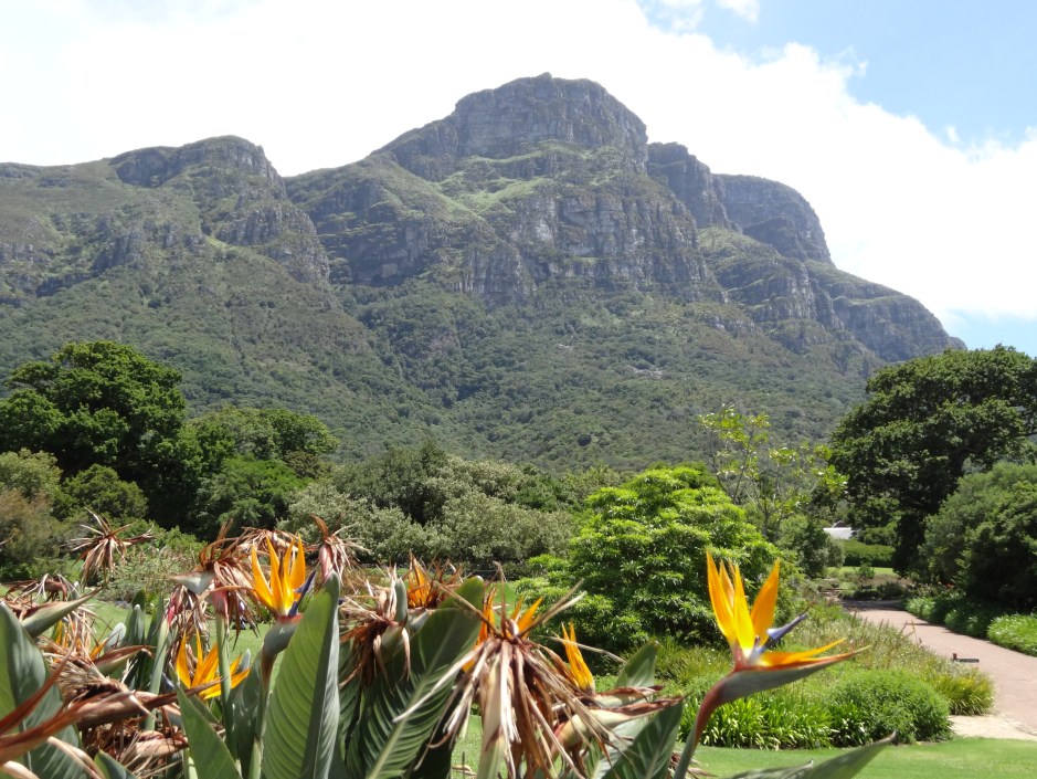 In Kirstenbosch Botanic Gardens