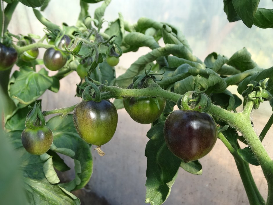 Ballymaloe Garden Fest 155