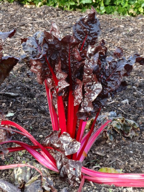 Urban Community Gardening Dublin S Grassroots Revolution Jardin