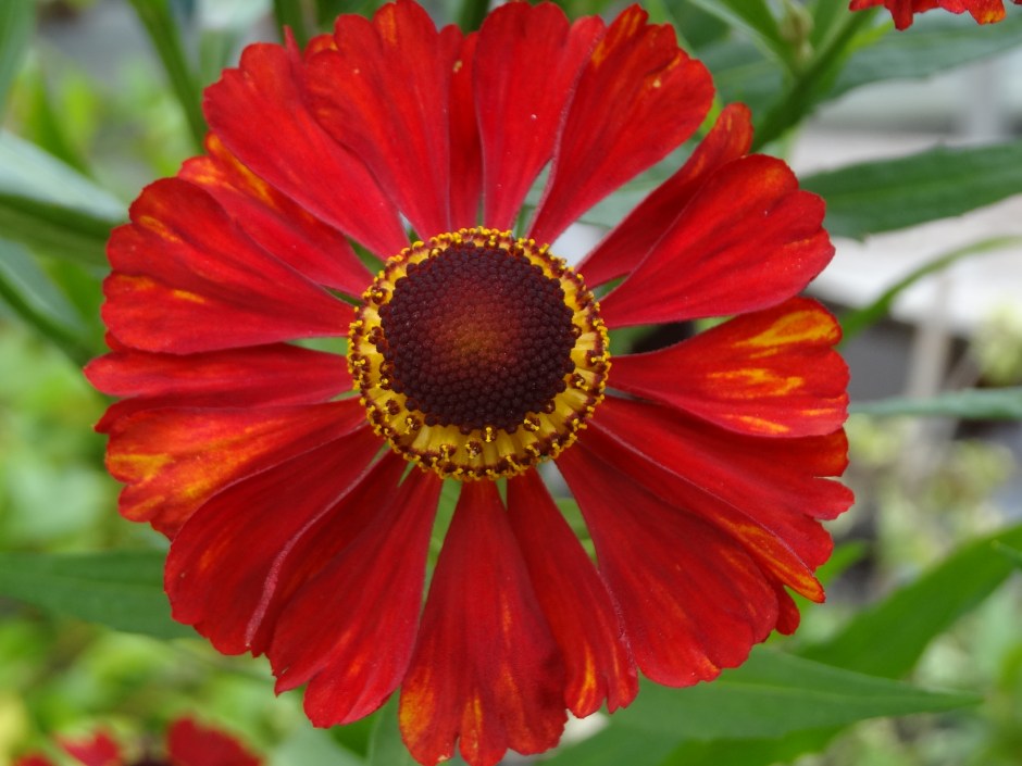 Mount Usher Aug 2013 027