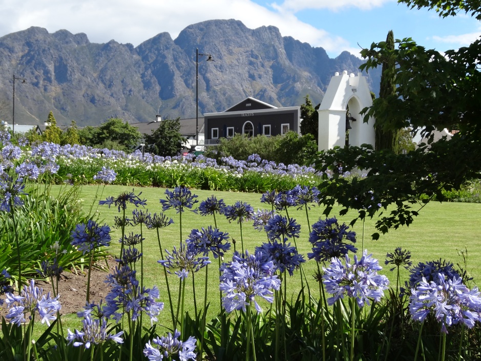 Agapanthus in their native South Africa