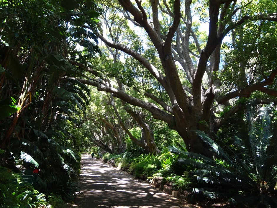 The Camphor avenue, Kirstenbosch