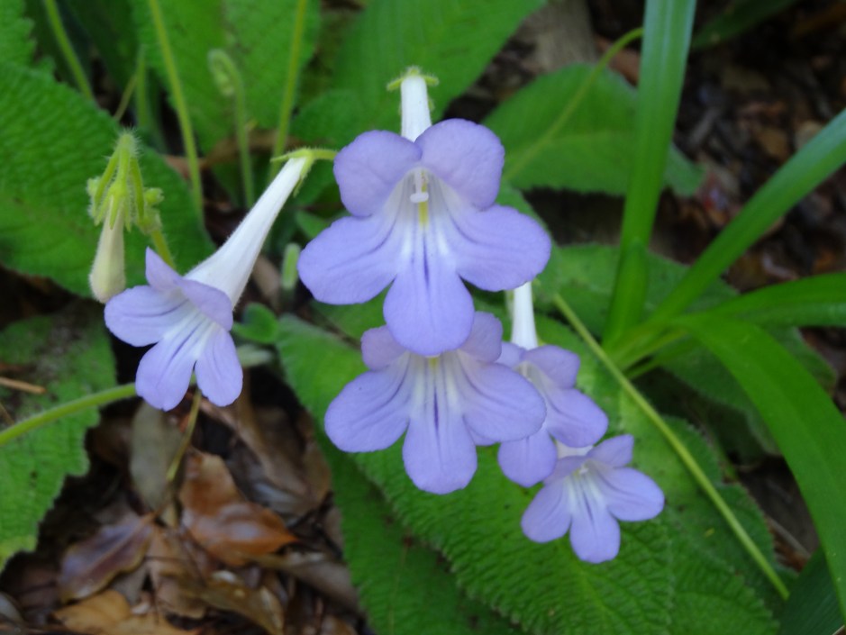 Streptocarpus cyaneus