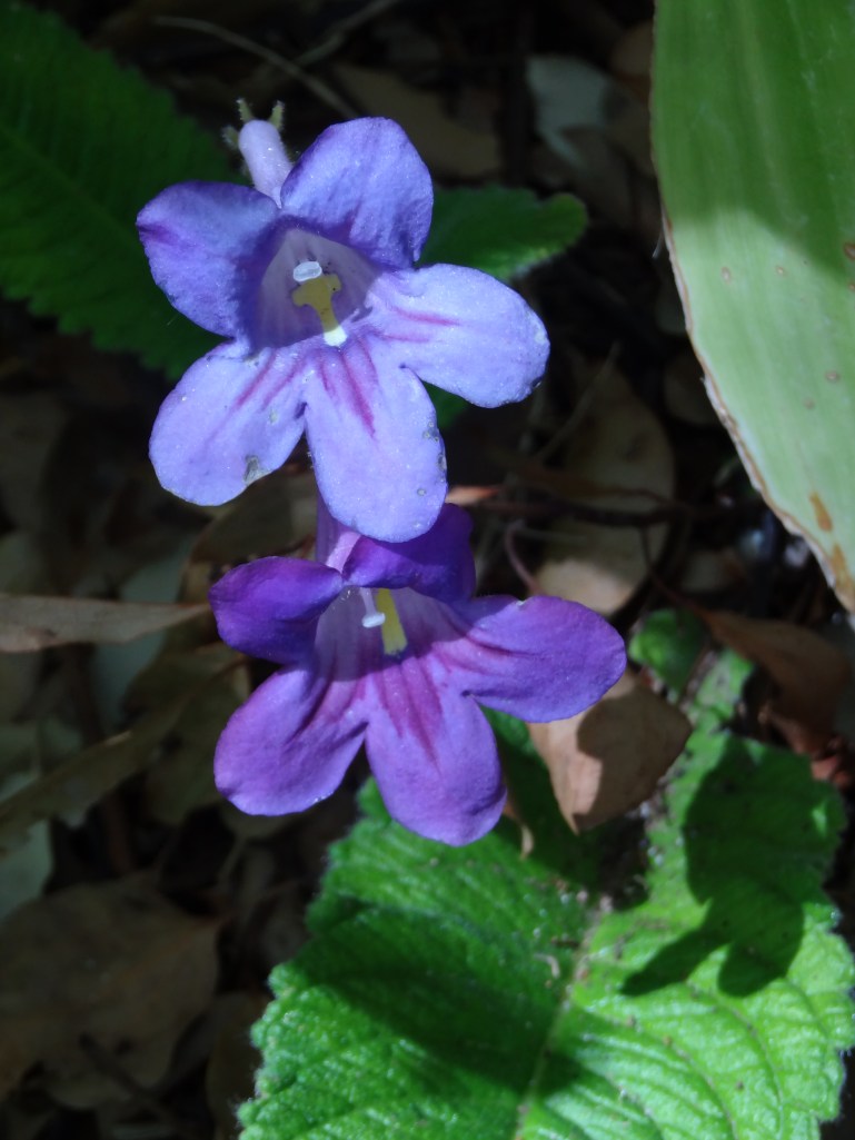Streptocarpus roseo-albus