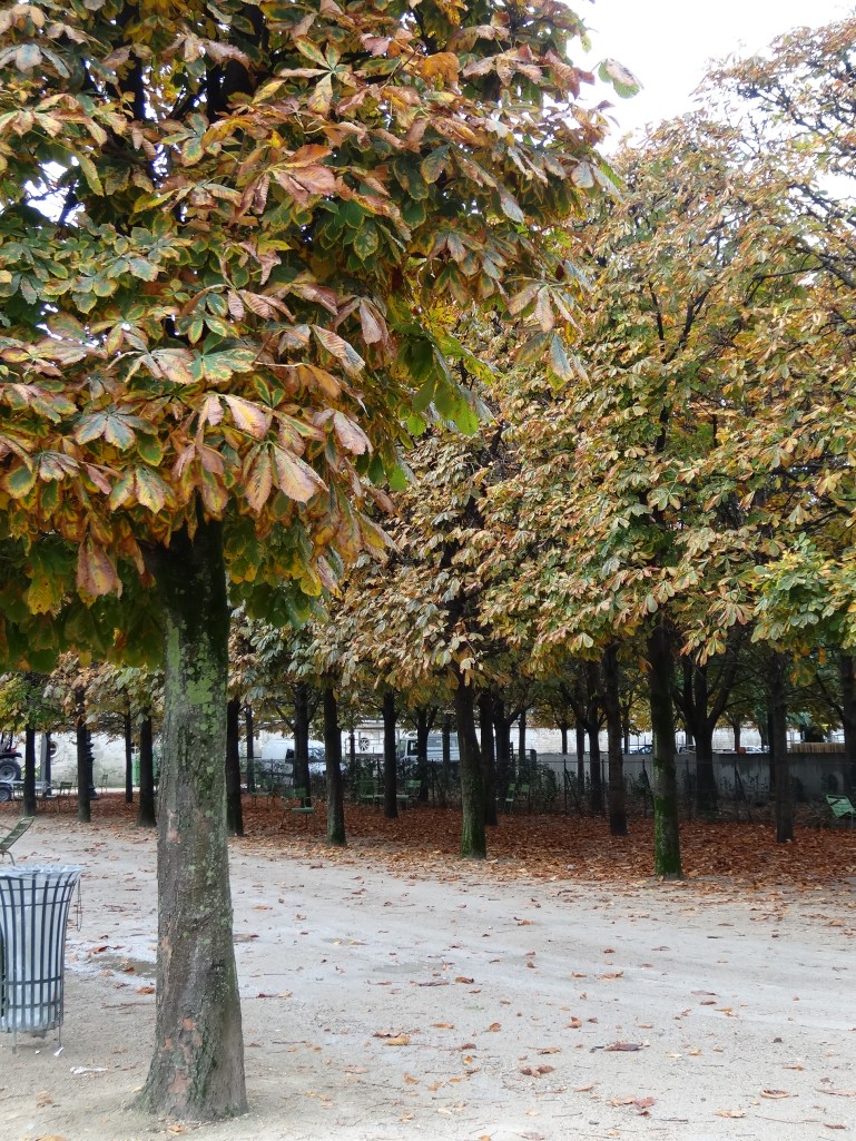Pleached horsechestnut allee, Tuileries gardens, Paris.