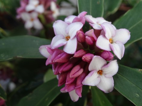 Daphne od. "Aureomarginata"