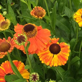 Late summer/autumn flowering Heleniums