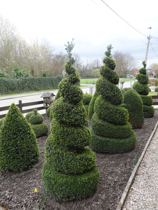 Topiary spirals in a front garden