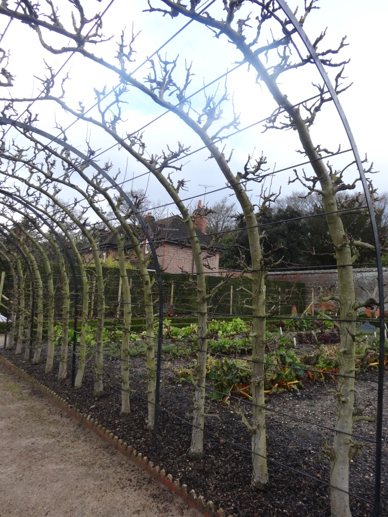 Arch trained pear trees