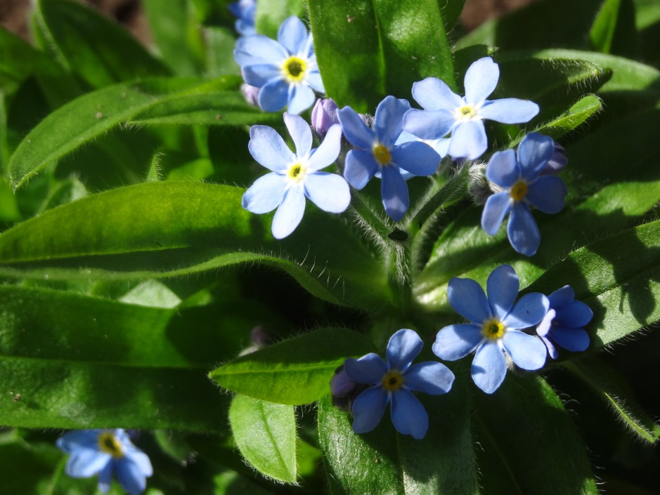 Myosotis