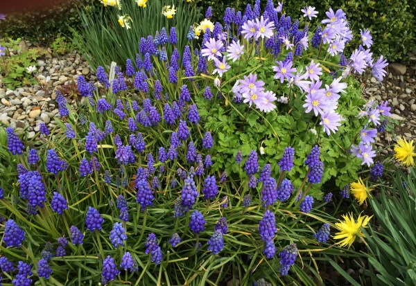 Using blue in the garden. Jardin