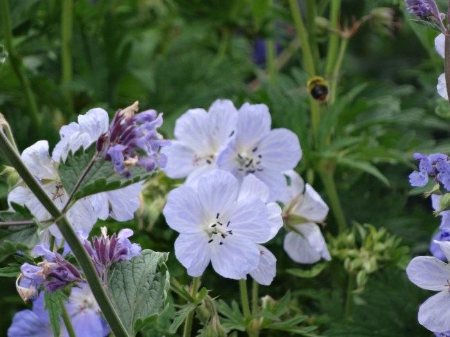 Cool blue in the garden