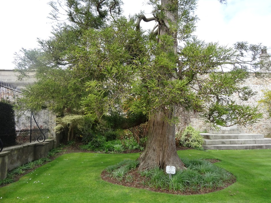 Planted by the Prince of Wales in 1911