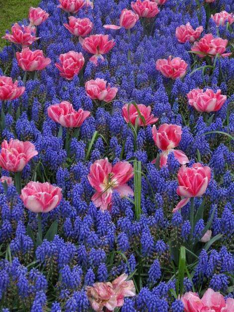 Pink Double Early 'Foxtrot' with muscari