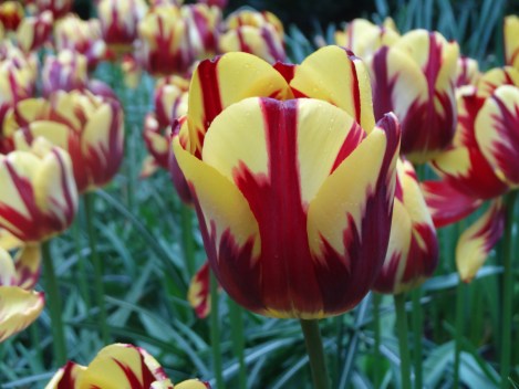 The bold colouring of Tulipa 'Helmar'
