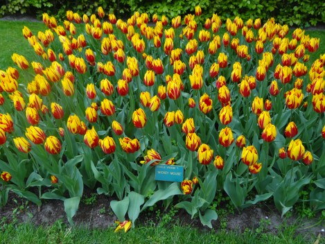 Keukenhof 132