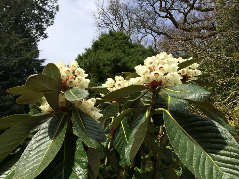 Rhododendron sinogrande