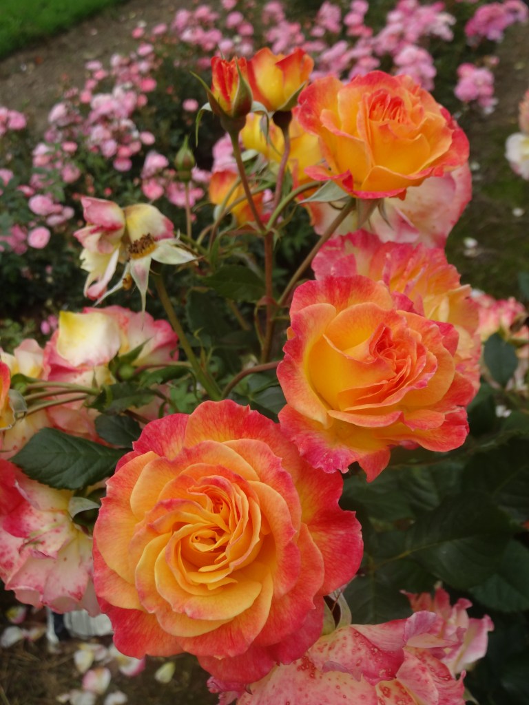 Dublin Rose Festival 2014 014