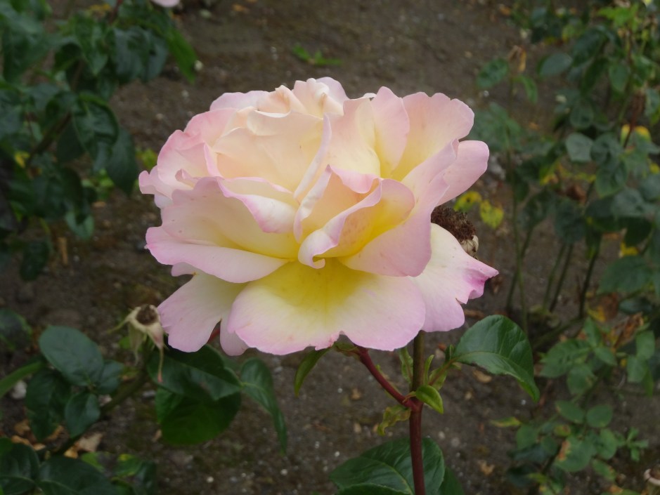 Dublin Rose Festival 2014 043